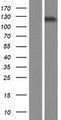 SEC24A Protein - Western validation with an anti-DDK antibody * L: Control HEK293 lysate R: Over-expression lysate
