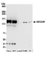 SEC24B Antibody - Detection of human and mouse SEC24B by western blot. Samples: Whole cell lysate (50 µg) from HeLa, HEK293T, Jurkat, mouse TCMK-1, and mouse NIH 3T3 cells prepared using NETN lysis buffer. Antibody: Affinity purified rabbit anti-SEC24B antibody used for WB at 0.1 µg/ml. Detection: Chemiluminescence with an exposure time of 30 seconds.