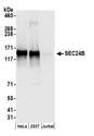 SEC24B Antibody - Detection of human SEC24B by western blot. Samples: Whole cell lysate (50 µg) from HeLa, HEK293T, and Jurkat cells prepared using NETN lysis buffer. Antibody: Affinity purified rabbit anti-SEC24B antibody used for WB at 0.1 µg/ml. Detection: Chemiluminescence with an exposure time of 10 seconds.