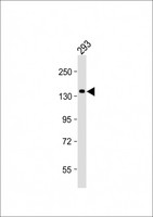 SEC24B Antibody - Anti-SEC24B Antibody (C-Term) at 1:2000 dilution + 293 whole cell lysate Lysates/proteins at 20 µg per lane. Secondary Goat Anti-Rabbit IgG, (H+L), Peroxidase conjugated at 1/10000 dilution. Predicted band size: 137 kDa Blocking/Dilution buffer: 5% NFDM/TBST.