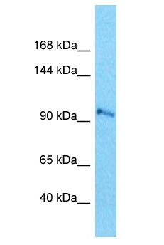 SEC24C Antibody - SEC24C antibody Western Blot of MCF7. Antibody dilution: 1 ug/ml.  This image was taken for the unconjugated form of this product. Other forms have not been tested.