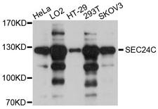 SEC24C Antibody - Western blot analysis of extracts of various cell lines, using SEC24C antibody at 1:1000 dilution. The secondary antibody used was an HRP Goat Anti-Rabbit IgG (H+L) at 1:10000 dilution. Lysates were loaded 25ug per lane and 3% nonfat dry milk in TBST was used for blocking. An ECL Kit was used for detection and the exposure time was 30s.