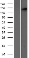 SEC24C Protein - Western validation with an anti-DDK antibody * L: Control HEK293 lysate R: Over-expression lysate
