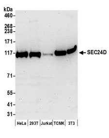 SEC24D Antibody - Detection of human and mouse SEC24D by western blot. Samples: Whole cell lysate (50 µg) from HeLa, HEK293T, Jurkat, mouse TCMK-1, and mouse NIH 3T3 cells prepared using NETN lysis buffer. Antibody: Affinity purified rabbit anti-SEC24D antibody used for WB at 0.1 µg/ml. Detection: Chemiluminescence with an exposure time of 30 seconds.