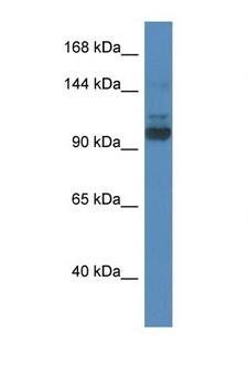 SEC31A / HSPC275 Antibody - SEC31A antibody Western blot of Rat Brain lysate. Antibody concentration 1 ug/ml. This image was taken for the unconjugated form of this product. Other forms have not been tested.