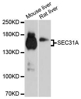 SEC31A / HSPC275 Antibody - Western blot analysis of extracts of various cell lines.