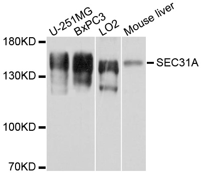 SEC31A / HSPC275 Antibody - Western blot analysis of extracts of various cell lines.