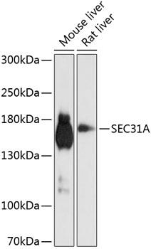 SEC31A / HSPC275 Antibody - Western blot analysis of extracts of various cell lines using SEC31A Polyclonal Antibody at dilution of 1:1000.