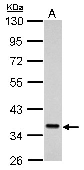 SEC61A1 / SEC61 Antibody - Sample (30 ug of whole cell lysate). A: K562. 10% SDS PAGE. SEC61 antibody diluted at 1:1000.
