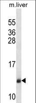 SEC61B Antibody - SEC61B Antibody western blot of mouse liver tissue lysates (35 ug/lane). The SEC61B antibody detected the SEC61B protein (arrow).