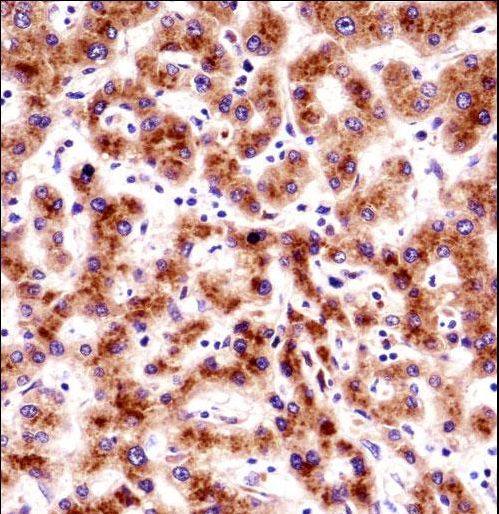 SEC61B Antibody - SEC61B Antibody immunohistochemistry of formalin-fixed and paraffin-embedded human liver tissue followed by peroxidase-conjugated secondary antibody and DAB staining.