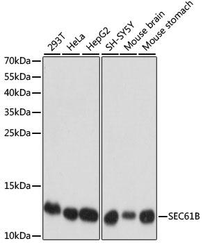 SEC61B Antibody - Western blot analysis of extracts of various cell lines using SEC61B Polyclonal Antibody at dilution of 1:1000.