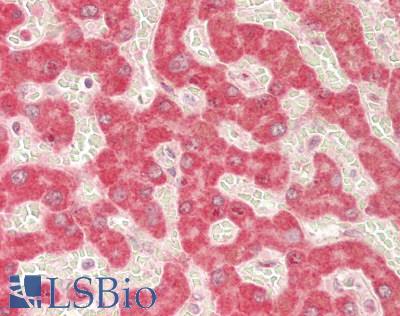 SEC61B Antibody - Human Liver: Formalin-Fixed, Paraffin-Embedded (FFPE)