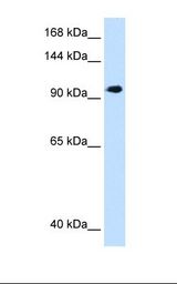 SEC63 Antibody - HepG2 cell lysate. Antibody concentration: 1.25 ug/ml. Gel concentration: 8%.  This image was taken for the unconjugated form of this product. Other forms have not been tested.