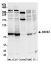 SEC63 Antibody - Detection of human and mouse SEC63 by western blot. Samples: Whole cell lysate (50 µg) from HeLa, HEK293T, Jurkat, mouse TCMK-1, and mouse NIH 3T3 cells prepared using NETN lysis buffer. Antibody: Affinity purified rabbit anti-SEC63 antibody used for WB at 0.04 µg/ml. Detection: Chemiluminescence with an exposure time of 30 seconds.
