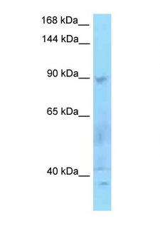 SECISBP2 / SBP2 Antibody - SECISBP2 antibody Western blot of PANC1 Cell lysate. Antibody concentration 1 ug/ml.  This image was taken for the unconjugated form of this product. Other forms have not been tested.