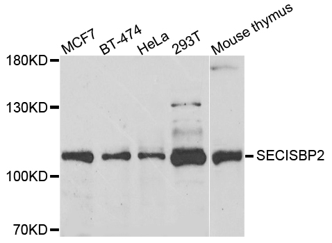 SECISBP2 / SBP2 Antibody - Western blot analysis of extracts of various cells.