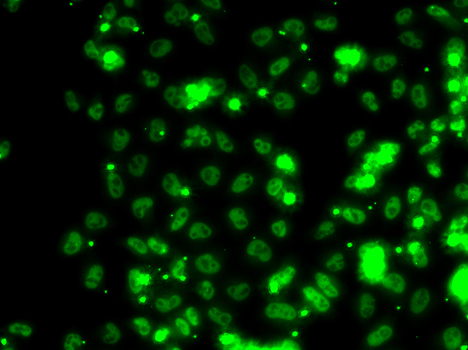 SECISBP2 / SBP2 Antibody - Immunofluorescence analysis of HeLa cells.