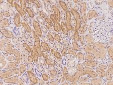 SECISBP2L Antibody - Immunochemical staining of human SECISBP2L in human kidney with rabbit polyclonal antibody at 1:500 dilution, formalin-fixed paraffin embedded sections.