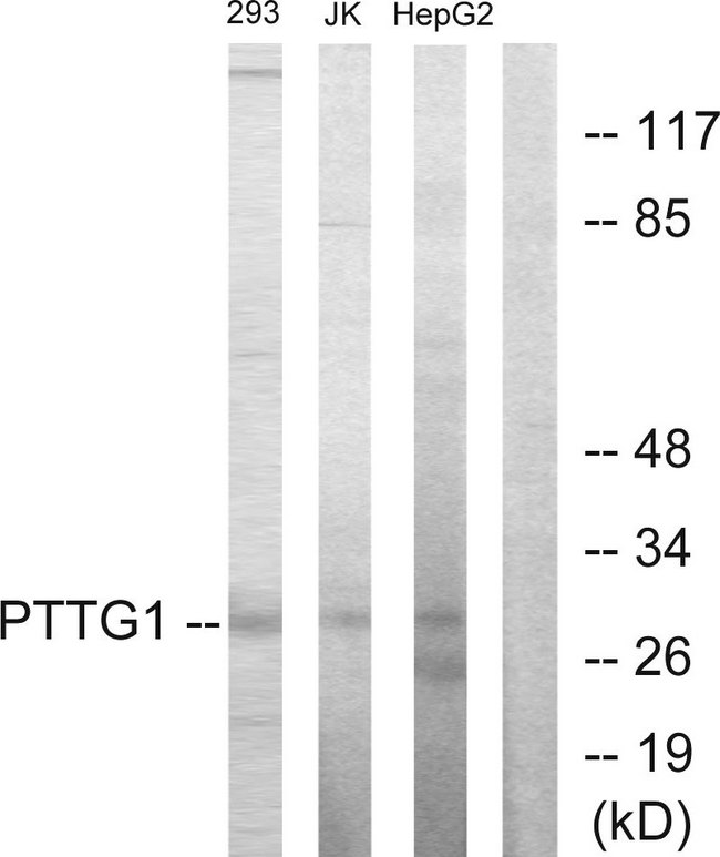 Securin / PTTG1 Antibody - Western blot analysis of lysates from HepG2, Jurkat, and 293 cells, using PTTG1 Antibody. The lane on the right is blocked with the synthesized peptide.