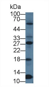 Securin / PTTG1 Antibody - Western Blot; Sample: Human 293T cell lysate; Primary Ab: 1µg/ml Rabbit Anti-Mouse PTTG1 Antibody Second Ab: 0.2µg/mL HRP-Linked Caprine Anti-Rabbit IgG Polyclonal Antibody