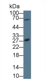 Securin / PTTG1 Antibody - Western Blot; Sample: Human 293T cell lysate; Primary Ab: 1µg/ml Rabbit Anti-Human PTTG1 Antibody Second Ab: 0.2µg/mL HRP-Linked Caprine Anti-Rabbit IgG Polyclonal Antibody