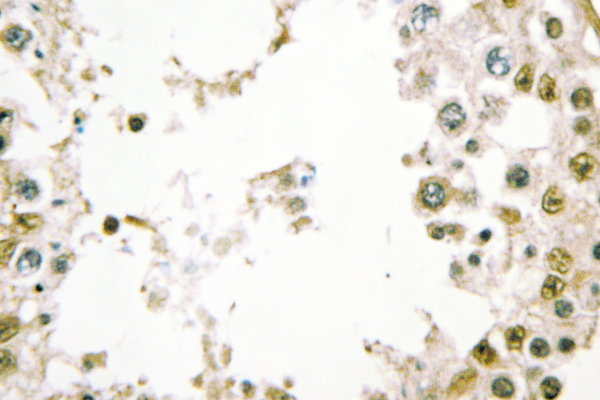 Securin / PTTG1 Antibody - IHC of PTTG1/2/3 (L149) pAb in paraffin-embedded human testis tissue.