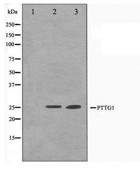 Securin / PTTG1 Antibody - Western blot of Jurkat and K562 cell lysate using PTTG1 Antibody