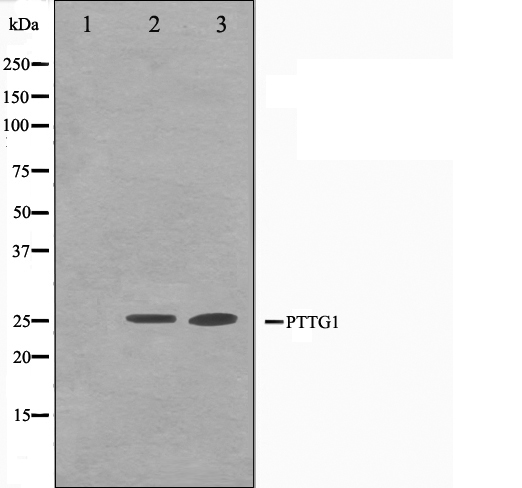 Securin / PTTG1 Antibody - Western blot analysis on Jurkat and K562 cell lysates using PTTG1 antibody. The lane on the left is treated with the antigen-specific peptide.