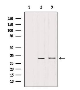 Securin / PTTG1 Antibody - Western blot analysis of extracts of various samples using PTTG1 antibody. Lane 1: 293 treated with blocking peptide. Lane 2: 293; Lane 3: HeLa;