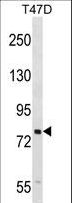 SEL1L Antibody - SEL1L Antibody western blot of T47D cell line lysates (35 ug/lane). The SEL1L antibody detected the SEL1L protein (arrow).