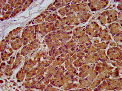 SEL1L Antibody - Immunohistochemistry image at a dilution of 1:100 and staining in paraffin-embedded human pancreatic tissue performed on a Leica BondTM system. After dewaxing and hydration, antigen retrieval was mediated by high pressure in a citrate buffer (pH 6.0) . Section was blocked with 10% normal goat serum 30min at RT. Then primary antibody (1% BSA) was incubated at 4 °C overnight. The primary is detected by a biotinylated secondary antibody and visualized using an HRP conjugated SP system.