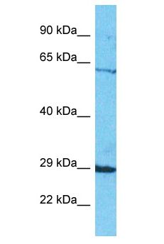 SEL1L2 Antibody - SEL1L2 antibody Western Blot of HepG2. Antibody dilution: 1 ug/ml.  This image was taken for the unconjugated form of this product. Other forms have not been tested.