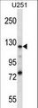 SEL1L3 Antibody - K0746 Antibody western blot of U251 cell line lysates (35 ug/lane). The K0746 antibody detected the K0746 protein (arrow).