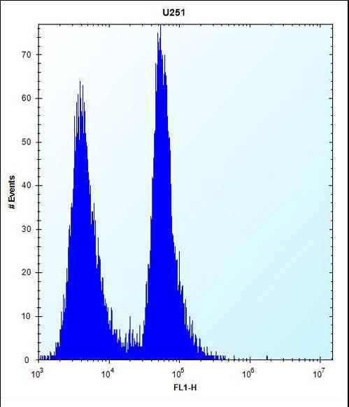 SEL1L3 Antibody - K0746 Antibody flow cytometry of U251 cells (right histogram) compared to a negative control cell (left histogram). FITC-conjugated goat-anti-rabbit secondary antibodies were used for the analysis.