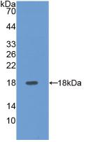 SELE / CD62E / E-selectin Antibody - Western Blot; Sample: Recombinant SELE, Human.