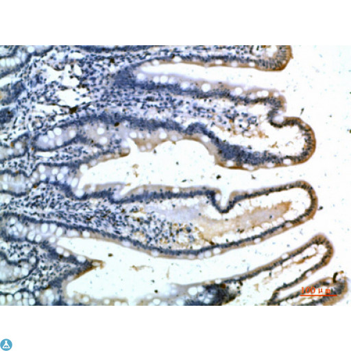 SELE / CD62E / E-selectin Antibody - Immunohistochemical analysis of paraffin-embedded human-kidney, antibody was diluted at 1:200.