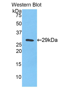 Selenium Binding Protein 1 Antibody - Western blot of recombinant SELENBP1 / SP56.  This image was taken for the unconjugated form of this product. Other forms have not been tested.
