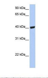 Selenium Binding Protein 1 Antibody - 721_B cell lysate. Antibody concentration: 1.0 ug/ml. Gel concentration: 12%.  This image was taken for the unconjugated form of this product. Other forms have not been tested.
