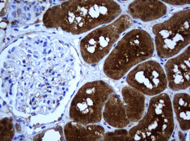 Selenium Binding Protein 1 Antibody - IHC of paraffin-embedded Human Kidney tissue using anti-SELENBP1 mouse monoclonal antibody.