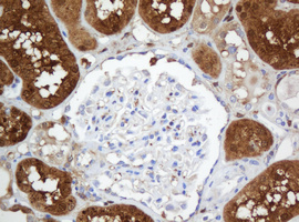 Selenium Binding Protein 1 Antibody - IHC of paraffin-embedded Human Kidney tissue using anti-SELENBP1 mouse monoclonal antibody.