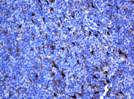Selenium Binding Protein 1 Antibody - IHC of paraffin-embedded Human lymph node tissue using anti-SELENBP1 mouse monoclonal antibody.
