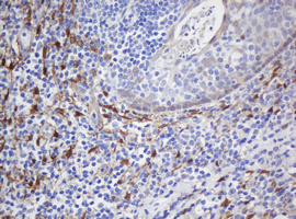 Selenium Binding Protein 1 Antibody - IHC of paraffin-embedded Human tonsil using anti-SELENBP1 mouse monoclonal antibody.