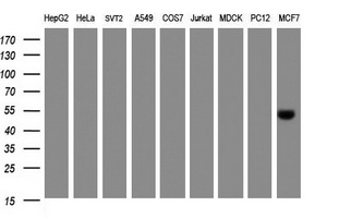 Selenium Binding Protein 1 Antibody - Western blot of extracts (35 ug) from 9 different cell lines by using anti-SELENBP1 monoclonal antibody (HepG2: human; HeLa: human; SVT2: mouse; A549: human; COS7: monkey; Jurkat: human; MDCK: canine; PC12: rat; MCF7: human).