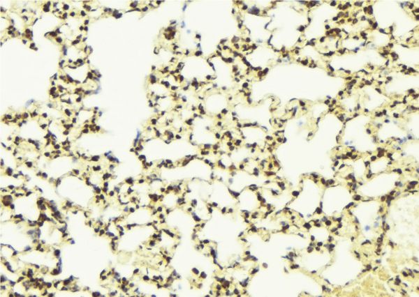 Selenium Binding Protein 1 Antibody - 1:100 staining mouse lung tissue by IHC-P. The sample was formaldehyde fixed and a heat mediated antigen retrieval step in citrate buffer was performed. The sample was then blocked and incubated with the antibody for 1.5 hours at 22°C. An HRP conjugated goat anti-rabbit antibody was used as the secondary.