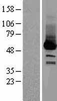 Selenium Binding Protein 1 Protein - Western validation with an anti-DDK antibody * L: Control HEK293 lysate R: Over-expression lysate