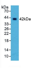 SELL / L-Selectin / CD62L Antibody - Western Blot; Sample: Human Liver Tissue.