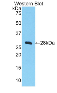 SELL / L-Selectin / CD62L Antibody - Western blot of recombinant SELL / L-Selectin / CD62L.  This image was taken for the unconjugated form of this product. Other forms have not been tested.
