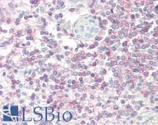 SELL / L-Selectin / CD62L Antibody - Human Spleen: Formalin-Fixed, Paraffin-Embedded (FFPE)