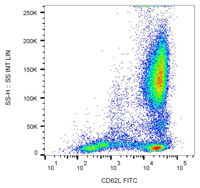 SELL / L-Selectin / CD62L Antibody - Surface staining of human peripheral blood cells with anti-CD62L (LT-TD180) FITC. 